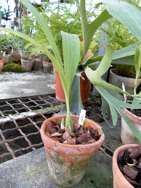 Peristeria pendula.jpg