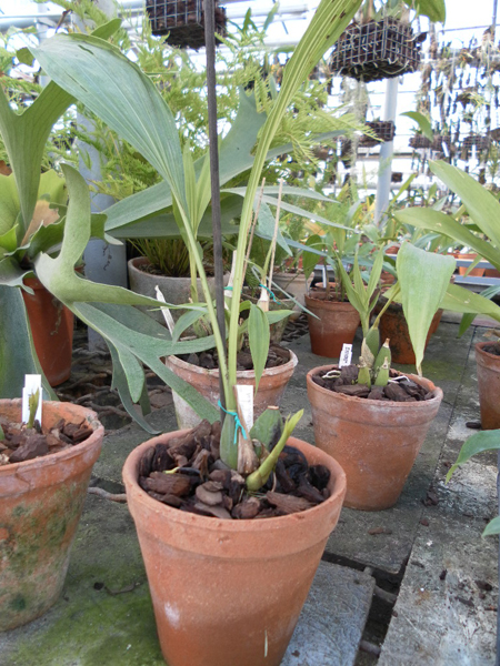 Peristeria lindenii.jpg