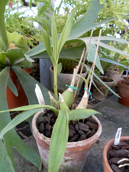 Peristeria elata.jpg