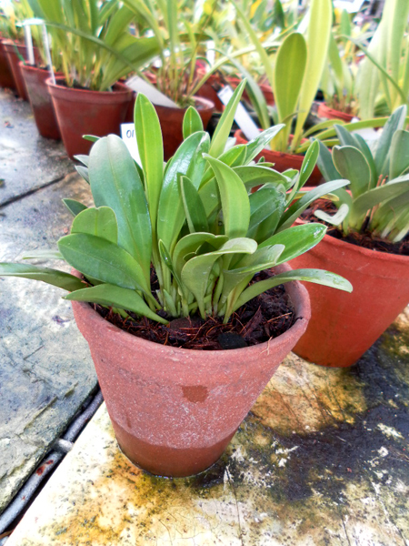 Masdevallia caloptera.jpg