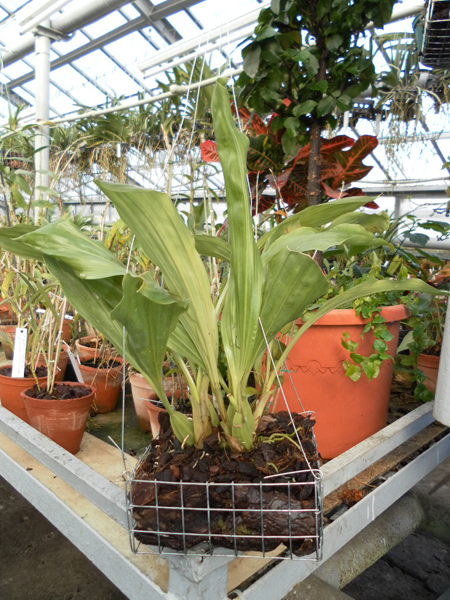 Gongora gratulabunda.jpg