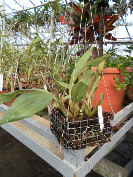 Gongora catilligera.jpg