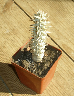 Pachypodium-densiflorum.jpg