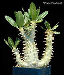 Pachypodium densiflorum v. brachycalyx 2-P.jpg