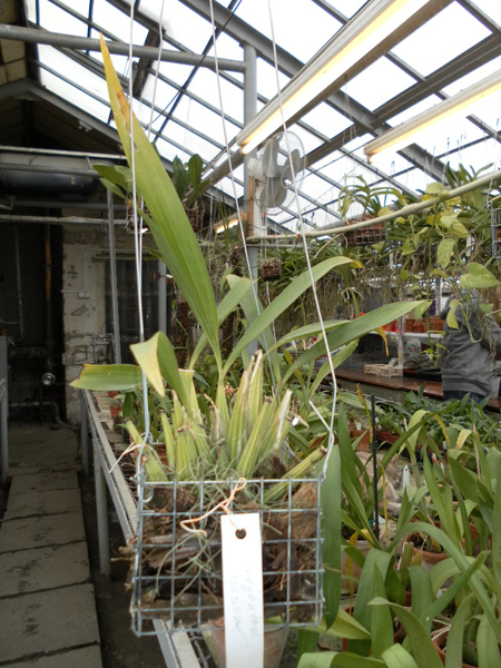 Coryantes speciosa.jpg