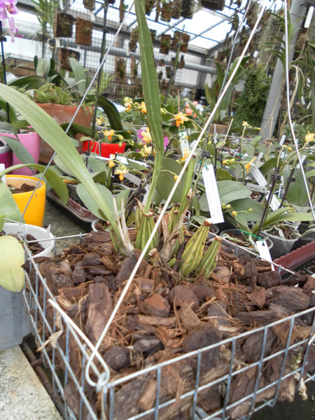 Coryanthes macrantha.jpg