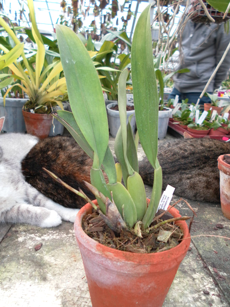 Trichopilia fragans.jpg