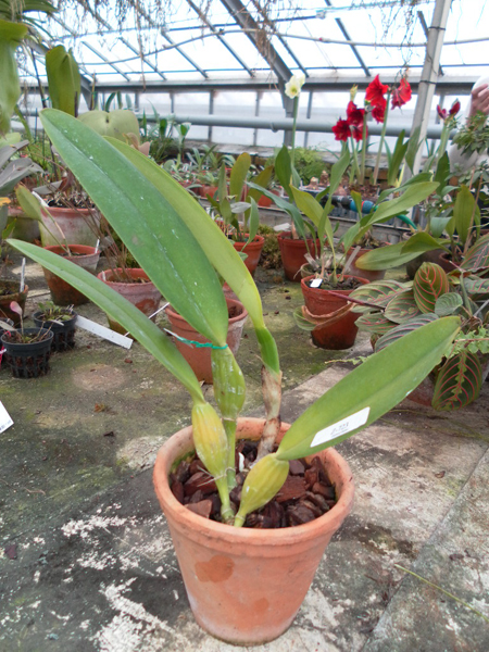Cattleya trianae Fine Variety  x Cattleya trianae orlata rosea AWZ.jpg