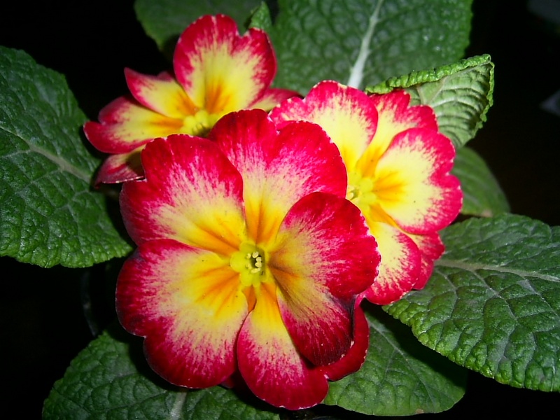 PIC_00o61.JPG
