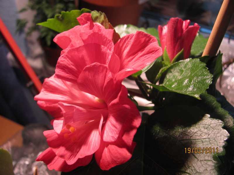 красапеточки мои 016.jpg