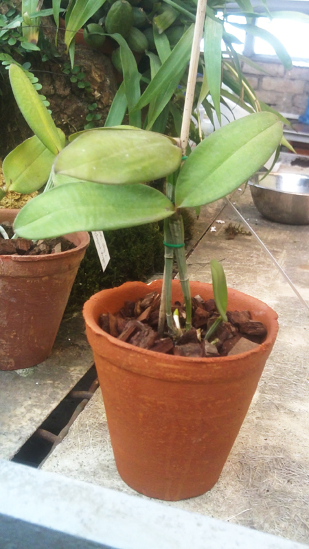 Cattleya amethystoglossa FPA x SSI.jpg