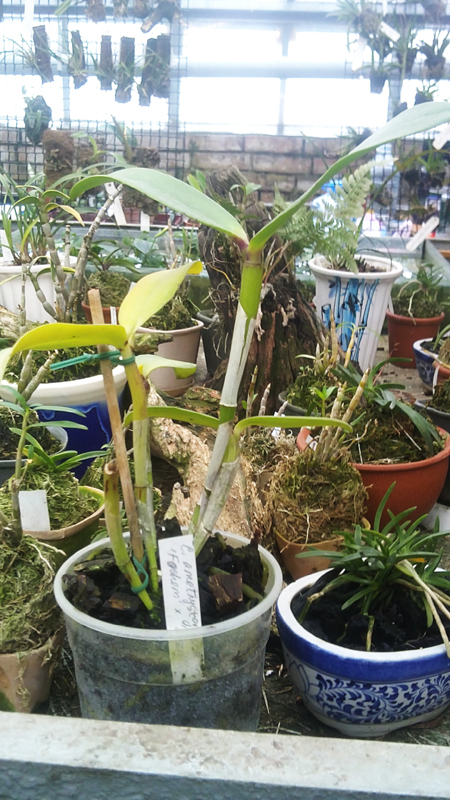 Cattleya amethystoglossa Fochem x Suzii.jpg