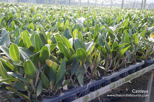 Cattleya-1.jpg