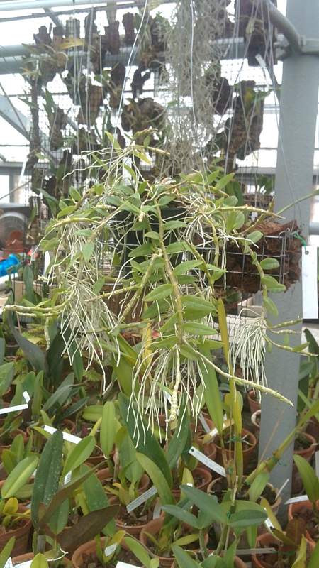 Dendrobium loddigesii.jpg