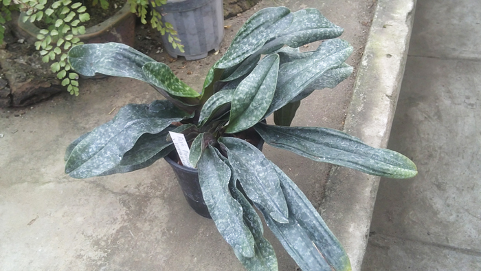 Paphiopedilum pinocchio x vietnamense.jpg