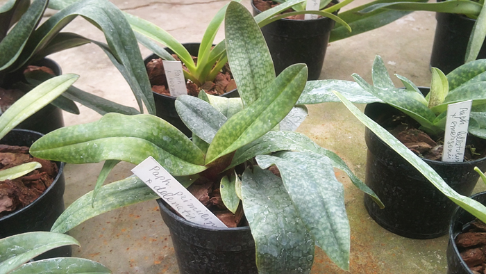 Paphiopedilum primulinum x delenatii.jpg