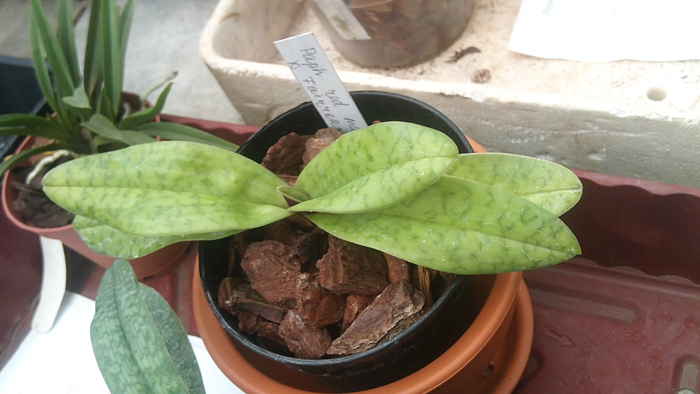 Paphiopedilum red maud x fairreanum.jpg