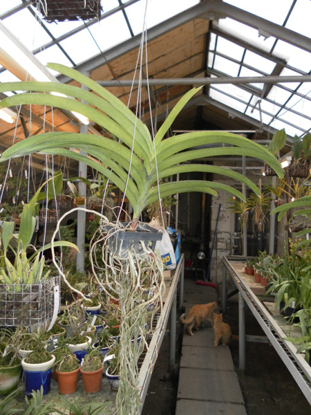 Ascocenda Vilas x Vanda Dr Anek.jpg