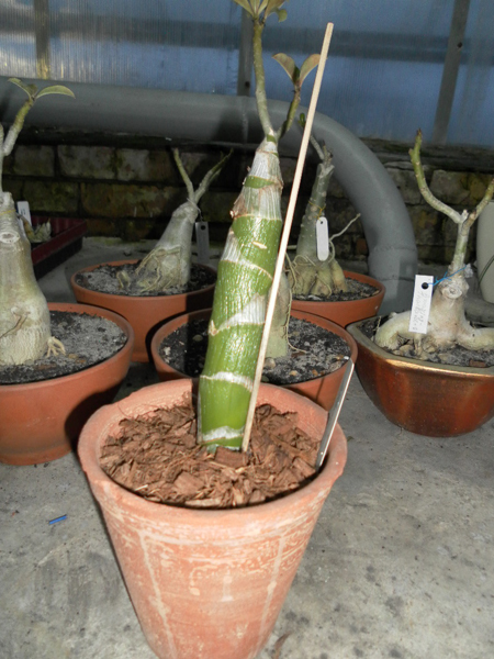 Cycnodes warscewiczii.jpg