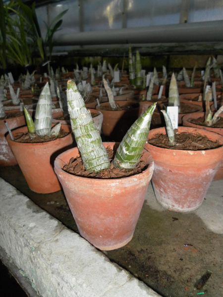 Cycnodes Taiwan Gold.jpg