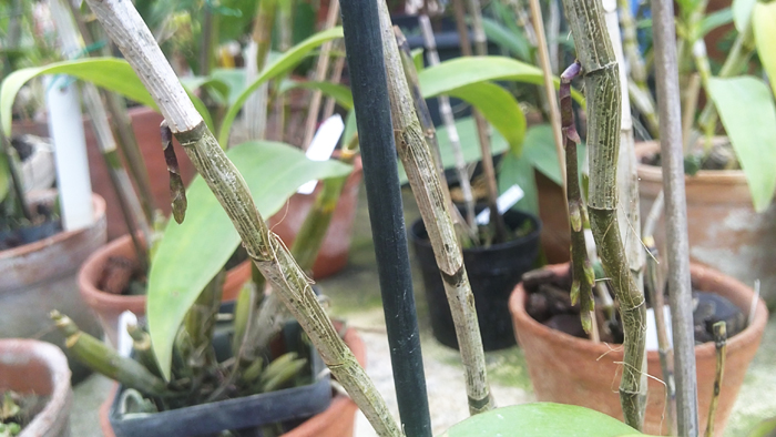 Dendrobium cymboglossum.jpg