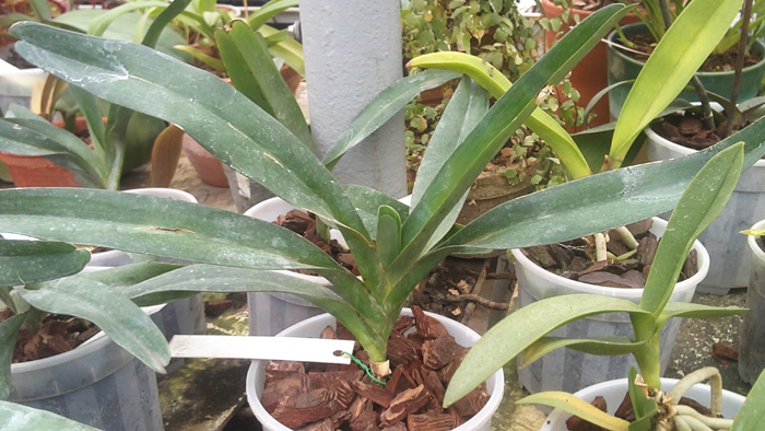 Angraecum sesquipedale.jpg