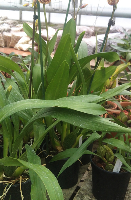 Wilsonara Anaway Augie 1.jpg