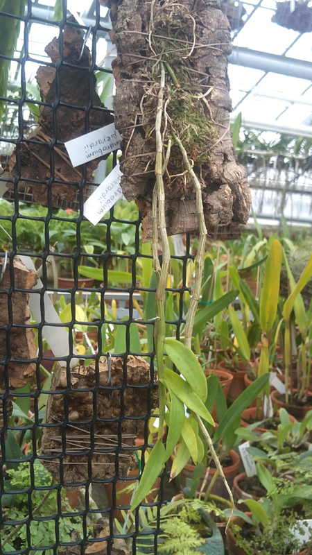 Dendrobium pierardii.jpg