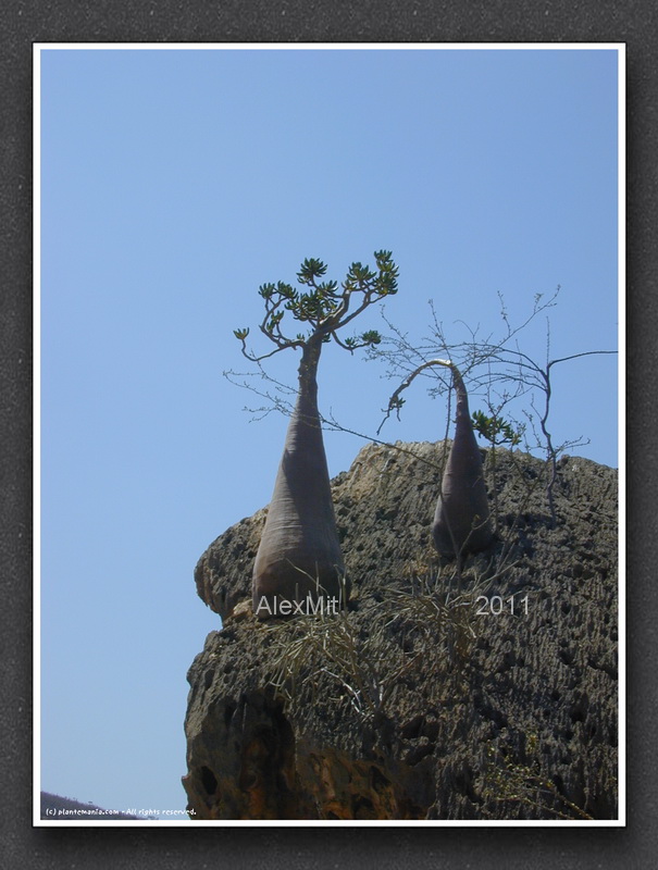 adenium_l28s.jpg