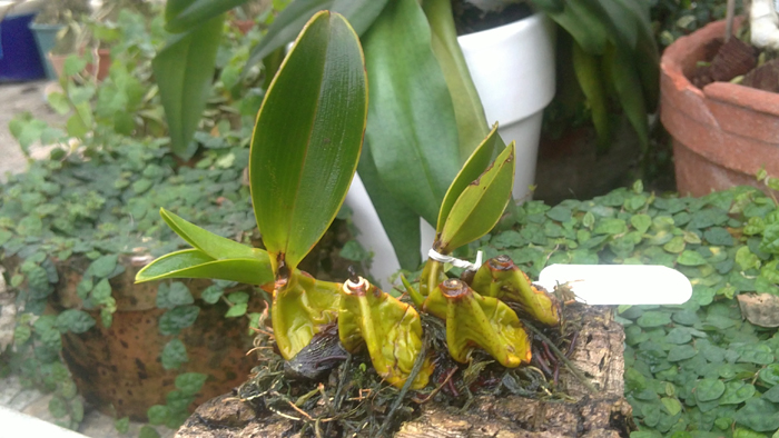 Epigenium acuminatum.jpg