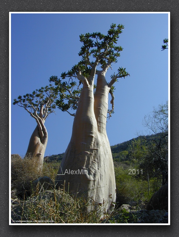 adenium_l2s.jpg