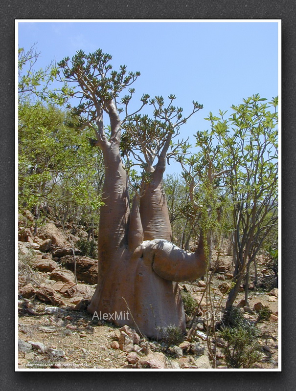 adenium_l10s.jpg