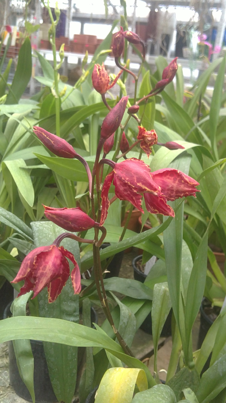 Odontioda Stirbic.jpg