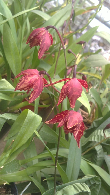 Odontioda Stirbic 1.jpg