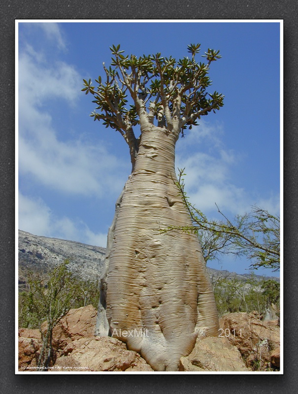 adenium_l11s.jpg