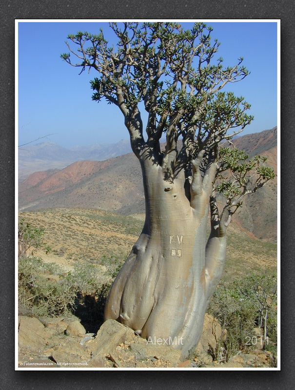 adenium_l32s.jpg