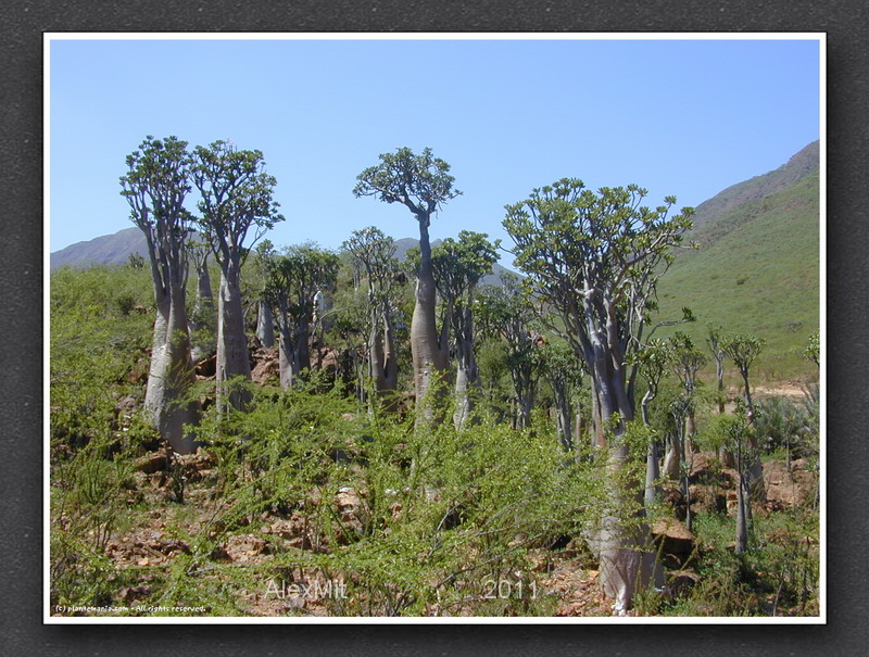 adenium_l31s.jpg