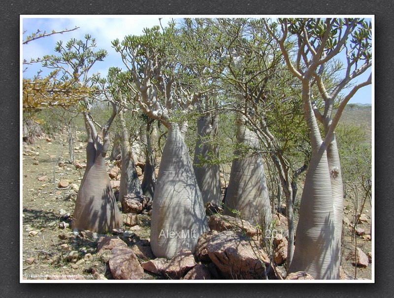 adenium_l12s.jpg