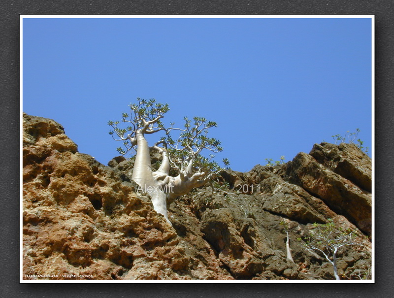 adenium_l27s.jpg