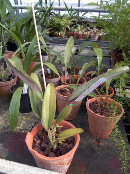 Cattleya warneri escura Corrego Dantas x Cattleya warneri escura integra orlata.jpg