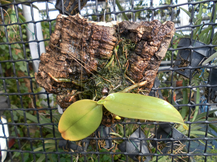 Phalaenopsis equestris.jpg