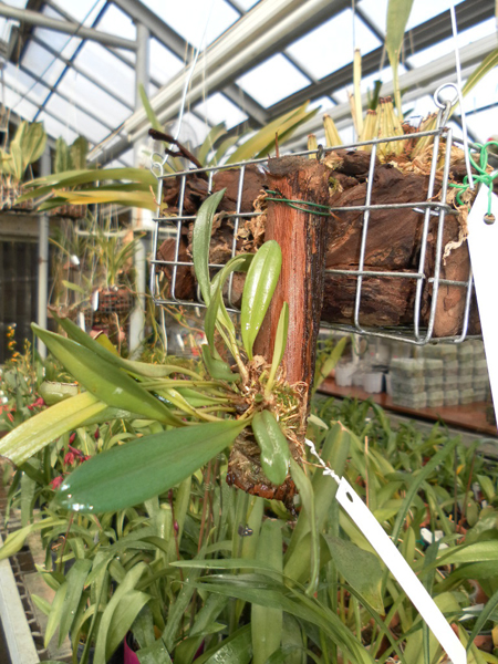 Masdevallia floribunda.jpg