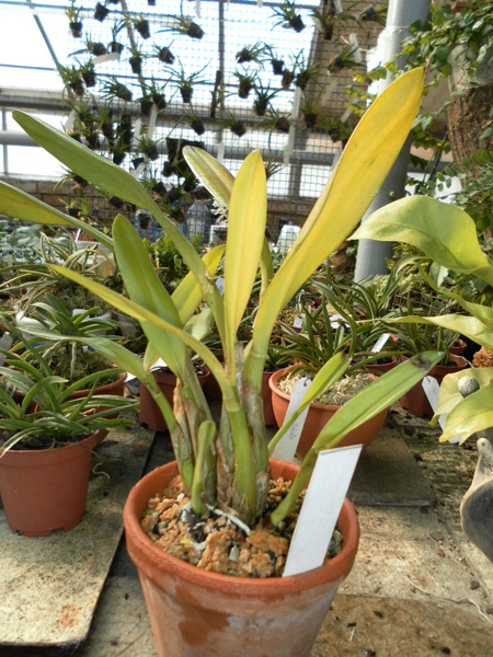 Laelia macrobulbosa.jpg