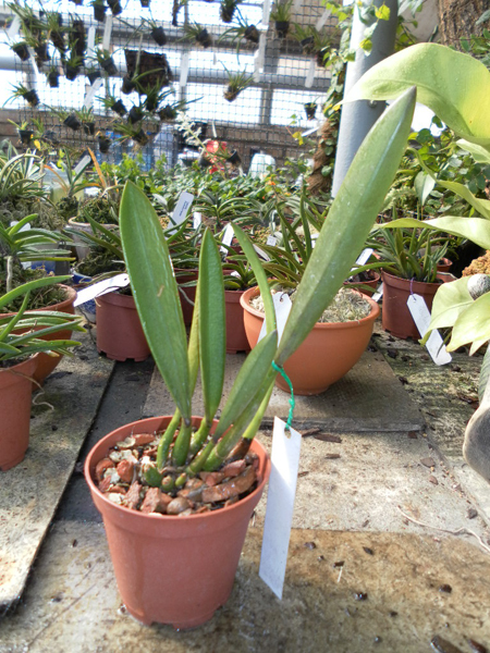 Laelia gloedeniana.jpg