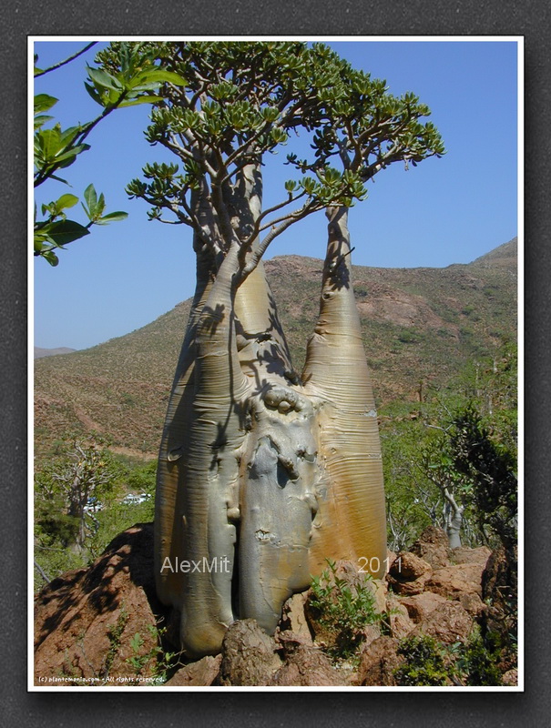 adenium_l19s.jpg