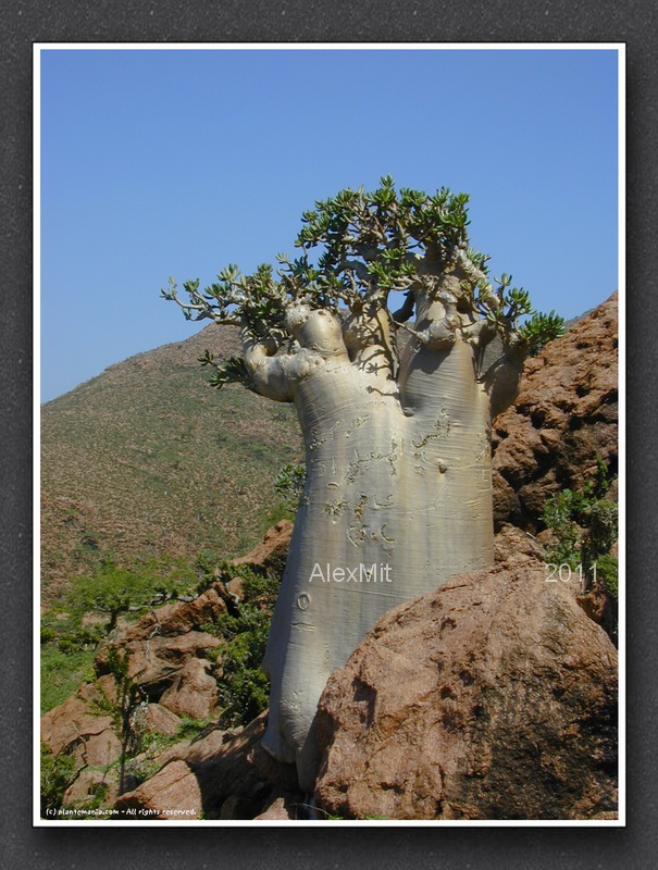 adenium_l20s.jpg