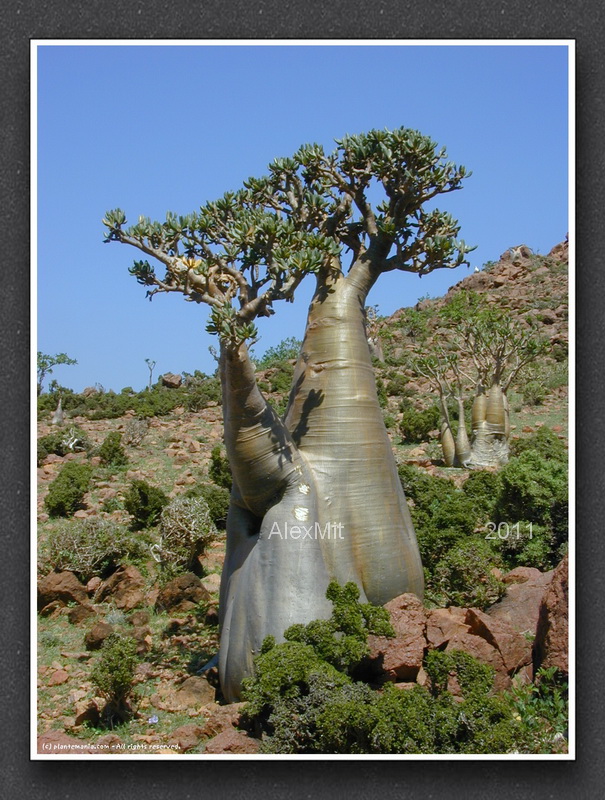 adenium_l22s.jpg