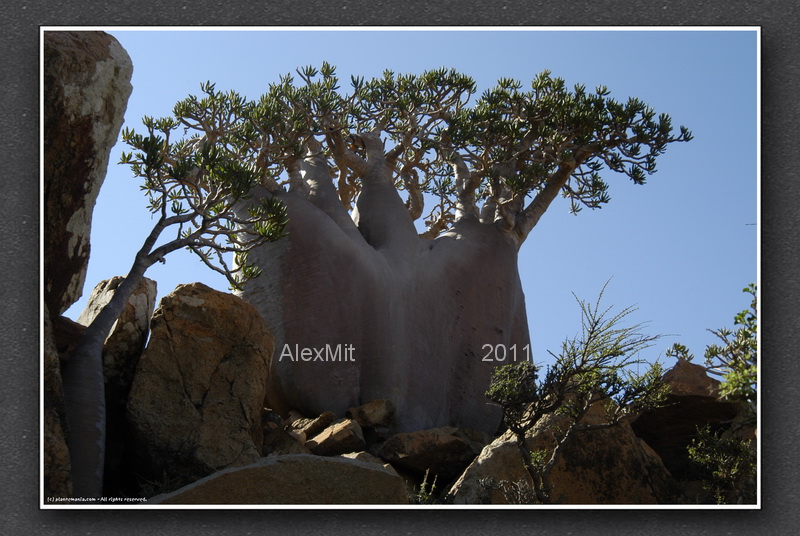 adenium_l26s.jpg