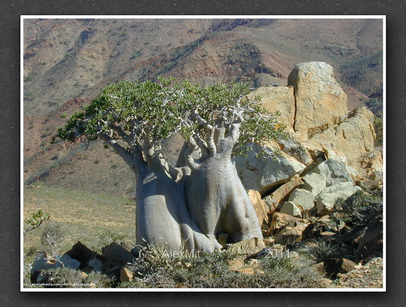 adenium_l34s.jpg