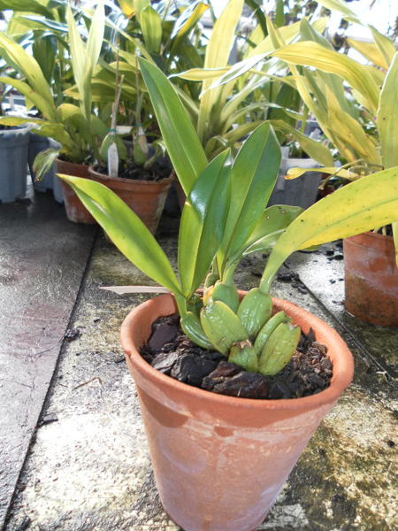 Trichopilia tortillis.jpg